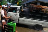 Petugas kesehatan dari Dinas Peternakan menyemprotkan cairan disinfektan pada mobil pengangkut ternak di Pasar Hewan Singosari, Malang, Jawa Timur, Jumat (13/5/2022). Pemerintah setempat berupaya mencegah penyebaran wabah penyakit mulut dan kuku (PMK) dengan memastikan kesehatan hewan ternak di pasaran, melakukan penyemprotan disinfektan serta menutup sementara pasar hewan guna membatasi sapi yang masuk dari luar daerah. Antara Jatim/Ari Bowo Sucipto/Ds