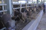 Antisipasi PMK, Payakumbuh periksa seluruh ternak yang akan masuk ke Pasar Ternak