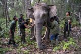 Dua Gajah Sumatera dipasangi Kalung GPS