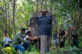 Pemasangan kalung GPS Collar pada gajah Meisi dan Meilani tuntas dua jam