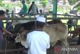 Pemkab Pasaman antisipasi penyebaran penyakit mulut kaki pada hewan ternak
