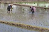 Dispertan Poso imbau petani antisipasi gagal panen akibat El Nino