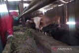 13 sapi terindikasi suspek PMK di Batang diperiksa