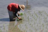 Petani menanam padi gadu (padi musim kemarau) dan tidak memilih menanam palawija karena ketersediaan air yang melimpah di area persawahan Kelurahan Ketami, Kota Kediri, Jawa Timur, Senin (16/5/2022). Padi gadu merupakan padi yang ditanam pada penghujung musim hujan untuk dapat dipanen pada musim kemarau saat nilai jual gabah tinggi. Antara Jatim/Prasetia Fauzani/Ds