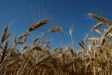 Sekjen PBB bicara soal memulihkan ekspor biji-bijian di Ukraina