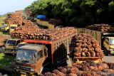 Organisasi petani sawit mengapresiasi pembukaan ekspor CPO