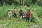 Personil Badan Narkotika Nasional Provinsi Aceh bersama TNI dan Polri mencabut tanaman ganja untuk dimusnahkan dengan cara dibakar  di kawasan Pegununungan Seulawah, Desa Pulo, Kecamatan Seulimum, Kabupaten Aceh Besar, Aceh, Rabu (18/5/2022). Dalam operasi tesebut, BNN provinsi Aceh memusnahkan seluas 3,5 hektar tanaman ganja berumur tiga bulan siap panen atau sekitar sebanyak 6.000 batang, sedangkan pemilik tanaman ganja belum berhasil ditangkap dan masih dalam penyelidikan. ANTARA FOTO/Ampelsa.