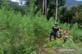 Personil Badan Narkotika Nasional Provinsi Aceh bersama TNI dan Polri mencabut tanaman ganja sebelum dimusnahkan dengan cara dibakar di kawasan Pegununungan Seulawah, Desa Pulo, Kecamatan Seulimum, Kabupaten Aceh Besar, Aceh, Rabu (18/5/2022). Dalam operasi tesebut, BNN provinsi Aceh memusnahkan seluas 3,5 hektar tanaman ganja berumur tiga bulan siap panen atau sekitar sebanyak 6.000 batang, sedangkan pemilik tanaman ganja belum berhasil ditangkap dan masih dalam penyelidikan. ANTARA FOTO/Ampelsa.