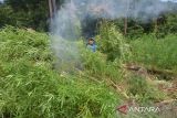 Personil Badan Narkotika Nasional Provinsi Aceh bersama TNI dan Polri memsunahkan tanaman ganja dengan cara dibakar  di kawasan Pegununungan Seulawah, Desa Pulo, Kecamatan Seulimum, Kabupaten Aceh Besar, Aceh, Rabu (18/5/2022). Dalam operasi tesebut, BNN provinsi Aceh memusnahkan seluas 3,5 hektar tanaman ganja berumur tiga bulan siap panen atau sekitar sebanyak 6.000 batang, sedangkan pemilik tanaman ganja belum berhasil ditangkap dan masih dalam penyelidikan. ANTARA FOTO/Ampelsa.