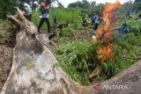 Personil Badan Narkotika Nasional Provinsi Aceh bersama TNI dan Polri memusnahkan tanaman ganja  dengan cara dibakar  di kawasan Pegununungan Seulawah, Desa Pulo, Kecamatan Seulimum, Kabupaten Aceh Besar, Aceh, Rabu (18/5/2022). Dalam operasi tesebut, BNN provinsi Aceh memusnahkan seluas 3,5 hektar tanaman ganja berumur tiga bulan siap panen atau sekitar sebanyak 6.000 batang, sedangkan pemilik tanaman ganja belum berhasil ditangkap dan masih dalam penyelidikan. ANTARA FOTO/Ampelsa.