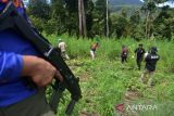 Personil Badan Narkotika Nasional Provinsi Aceh bersama TNI dan Polri mencabut tanamn ganja untuk dimusnahkan dengan cara dibakar  di kawasan Pegununungan Seulawah, Desa Pulo, Kecamatan Seulimum, Kabupaten Aceh Besar, Aceh, Rabu (18/5/2022). Dalam operasi tesebut, BNN provinsi Aceh memusnahkan seluas 3,5 hektar tanaman ganja berumur tiga bulan siap panen atau sekitar sebanyak 6.000 batang, sedangkan pemilik tanaman ganja belum berhasil ditangkap dan masih dalam penyelidikan. ANTARA FOTO/Ampelsa.