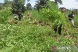 Personil Badan Narkotika Nasional Provinsi Aceh bersama TNI dan Polri mencabut tanaman ganja untuk dimusnahkan dengan cara dibakar  di kawasan Pegununungan Seulawah, Desa Pulo, Kecamatan Seulimum, Kabupaten Aceh Besar, Aceh, Rabu (18/5/2022). Dalam operasi tesebut, BNN provinsi Aceh memusnahkan seluas 3,5 hektar tanaman ganja berumur tiga bulan siap panen atau sekitar sebanyak 6.000 batang, sedangkan pemilik tanaman ganja belum berhasil ditangkap dan masih dalam penyelidikan. ANTARA FOTO/Ampelsa.