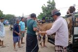 Kebutuhan hewan kurban di Kota Mataram akan dipenuhi dari peternak lokal