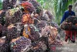 Harga TBS Sawit di Riau naik Rp170,68 per kilogram