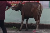 Belasan sapi di Sumsel terjangkit wabah penyakit mulut dan kaki