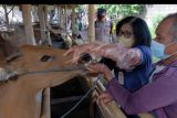 Petugas memeriksa kondisi kesehatan sapi secara klinis di Denpasar, Bali, Kamis (19/5/2022). Kegiatan yang digelar oleh Dinas Pertanian Kota Denpasar dan Polsek Denpasar Barat tersebut untuk memberikan pengawasan dan edukasi kepada para peternak sapi dalam upaya pencegahan penyakit mulut dan kuku (PMK). ANTARA FOTO/Nyoman Hendra Wibowo/nym.