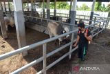 Petugas menyemprotkan cairan disinfektan di kandang Rumah Potong Hewan (RPH), Desa Lambaro, Kabupaten Aceh Besar, Aceh, Kamis (19/5/2022). Penyemprotan cairan disinfektan, khususnya  di Rumah Potong Hewan (RPH) dan pemeriksaan kesehatan  untuk mencegah penyeberan penyakit mulut dan kuku pada hewan sehubungan  kasusnya sejak sepekan terakhir meningkat menjadi  sebanyak 5.159 ekor ternak sapi terindikasi PMK di Aceh. ANTARA FOTO/Ampelsa.