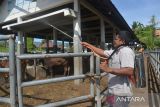 Petugas menyemprotkan cairan disinfektan di kandang Rumah Potong Hewan (RPH), Desa Lambaro, Kabupaten Aceh Besar, Aceh, Kamis (19/5/2022). Penyemprotan cairan disinfektan, khususnya  di Rumah Potong Hewan (RPH) dan pemeriksaan kesehatan  untuk mencegah penyeberan penyakit mulut dan kuku pada hewan sehubungan  kasusnya sejak sepekan terakhir meningkat menjadi  sebanyak 5.159 ekor ternak sapi terindikasi PMK di Aceh. ANTARA FOTO/Ampelsa.