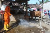 Petugas menyemprotkan cairan disinfektan di kandang hewan milik warga di Desa Kotakan, Situbondo, Jawa Timur, Kamis (19/5/2022). Dinas Peternakan dan Perikanan bersama BPBD Situbondo melakukan penyemprotan cairan disinfektan untuk mencegah penularan wabah penyakit mulut dan kuku (PMK) di kandang hewan ternak warga. Antara Jatim/Seno/Ds