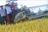 Produktivitas padi di Mamuju capai 6,5 ton per hektare