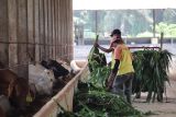 Lampung masih tunggu distribusi vaksin PMK bagi hewan ternak