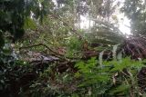 Akibat angin kencang pohon tumbang timpa rumah warga di Padang
