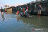 Warga mendorong motornya yang mogok akibat menerobos banjir rob atau air laut pasang di Desa Karangsong, Indramayu, Jawa Barat, Senin (23/5/2022). Banjir rob tersebut mengakibatkan puluhan rumah warga di pesisir pantai terendam setinggi 60-90 centimeter dan membuat aktivitas warga terhambat. ANTARA FOTO/Dedhez Anggara/agr