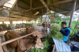 Jumlah ternak yang terpapar PMK di Payakumbuh sudah capai 38 ekor