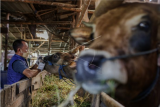 Petugas Dinas Ketahanan Pangan Kota Tangerang memeriksa kesehatan sapi di salah satu lokasi peternakan di Periuk, Kota Tangerang, Banten, Jumat (13/5/2022). Pemeriksaan tersebut guna mencegah penyebaran wabah virus penyakit mulut dan kuku (PMK) pada hewan ternak yang sudah merebak di sejumlah daerah. ANTARA FOTO/Fauzan/pras.
