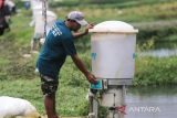 Pembudidaya mengoperasikan smart fish feeder di kampung perikanan digital Losarang, Indramayu, Jawa Barat, Senin (23/5/2022). Pada tahun 2022 Pemprov Jawa Barat menargetkan 104 desa digital di 16 kabupaten/kota dan 31 kawasan. ANTARA FOTO/Dedhez Anggara/agr