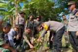 Kawasan bekas tambang emas ilegal Gunung Prabu Lombok dihijaukan