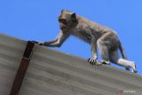 Salah satu dari ratusan monyet ekor panjang (Macaca fascicularis) berjalan di atap rumah milik warga di Mangliawan, Pakis, Malang, Jawa Timur, Selasa (24/5/2022). Masuknya ratusan monyet dari taman wisata Wendit ke pemukiman tersebut mengakibatkan kerusakan pada atap rumah serta memutuskan jaringan listrik dan internet milik warga. Antara Jatim/Ari Bowo Sucipto/Ds