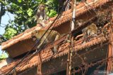 Sejumlah monyet ekor panjang (Macaca fascicularis) berjalan di atap rumah milik warga di Mangliawan, Pakis, Malang, Jawa Timur, Selasa (24/5/2022). Masuknya ratusan monyet dari taman wisata Wendit ke pemukiman tersebut mengakibatkan kerusakan pada atap rumah serta memutuskan jaringan listrik dan internet milik warga. Antara Jatim/Ari Bowo Sucipto/Ds