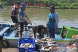 Petambak memanen ikan bandeng di desa Karangsong, Indramayu, Jawa Barat, Selasa (24/5/2022). Petambak terpaksa memanen ikan bandeng lebih awal dari biasanya untuk menghindari kerugian akibat banjir rob yang melanda kawasan pesisir Indramayu. ANTARA FOTO/Dedhez Anggara/agr