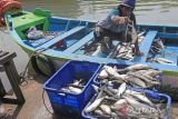 Petambak memanen ikan bandeng di desa Karangsong, Indramayu, Jawa Barat, Selasa (24/5/2022). Petambak terpaksa memanen ikan bandeng lebih awal dari biasanya untuk menghindari kerugian akibat banjir rob yang melanda kawasan pesisir Indramayu. ANTARA FOTO/Dedhez Anggara/agr