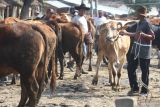 Pedagang bertransaksi sapi di pasar hewan Tertek, Kediri, Jawa Timur, Senin (23/5/2022). Pedagang hewan kurban terancam merugi karena dua bulan menjelang Idul Adha kesulitan mencari stok hewan kurban dengan harga kompetitif karena larangan masuk hewan ternak dari luar daerah guna menanggulangi penyebaran penyakit mulut dan kuku (PMK). Antara Jatim/Prasetia Fauzani/Ds