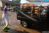 Petugas Dinas Ketahanan Pangan dan Peternakan menyemprotkan cairan disinfektan pada sapi yang akan memasuki pasar hewan Tertek, Kediri, Jawa Timur, Senin (23/5/2022). Pemerintah daerah setempat melakukan penyemprotan disinfektan dan memantau kesehatan hewan secara berkelanjutan di pasar guna menangkal penyebaran penyakit mulut dan kuku (PMK) pada hewan ternak. Antara Jatim/Prasetia Fauzani/Ds