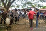 Aparat keamanan bersama petugas Dinas Pertanian menutup pintu masuk pasar ternak saat penutupan Pasar Hewan Sibreh, di Desa Sibreh, Kecamatan Sibreh, Kabupaten Aceh Besar, Aceh, Rabu (25/5/2022). Ratusan pedagang terpaksa membawa pulang kembali ternaknya karena pemerintah Kabupaten Aceh Besar menutup  pasar hewan di daerah itu guna mencegah peningkatan kasus Penyakit Muluk dan Kuku (PMK) pada ternak sapi yang saat ini  bertambahn mencapai 438 ekor, 69 ekor sembuh dan tujuh ekor mati. ANTARA FOTO/Ampelsa