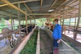 52 sapi dan kerbau terjangkit wabah PMK di Kabupaten Solok
