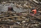 Dua petugas Dinas Lingkungan Hidup membersihkan sampah bambu di Bendungan Koja, Jatiasih, Bekasi, Jawa Barat, Kamis (26/5/2022). Sampah bambu yang diperkirakan sebanyak 1.500 kubik tersebut menyumbat aliran sungai Cikeas sehingga rawan terjadinya banjir. ANTARA FOTO/Fakhri Hermansyah/YU