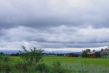 Hujan deras ancam areal tanaman padi di Sulawesi Selatan