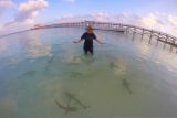 Bayi hiu jinak di Pulau Tinabo Kepulauan Selayar