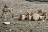 Sejumlah rusa beristirahat di tempat penangkaran rusa markas Brigif Mekanis 16/Wira Yudha, Kota Kediri, Jawa Timur, Kamis (26/5/2022). Penangkaran rusa di area militer tersebut terbuka untuk umum dan tanpa dipungut biaya guna mendekatkan diri TNI kepada masyarakat.  Antara Jatim/Prasetia Fauzani/zk