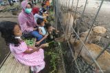 Pengunjung memberi makan rusa di tempat penangkaran rusa markas Brigif Mekanis 16/Wira Yudha, Kota Kediri, Jawa Timur, Kamis (26/5/2022). Penangkaran rusa di area militer tersebut terbuka untuk umum dan tanpa dipungut biaya guna mendekatkan diri TNI kepada masyarakat. Antara Jatim/Prasetia Fauzani/zk