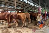 Harga sapi kurban di Boyolali masih stabil