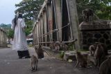 Warga memberi makan monyet ekor panjang (Macaca fascicularis) di Pulo Manuk, Lebak, Banten, Jumat (27/5/2022). Seringnya warga memberi makan pada monyet ekor panjang menyebabkan perilaku monyet berubah menjadi semakin agresif serta membuat ketergantungan pada makanan yang diberikan manusia. ANTARA FOTO/Muhammad Bagus Khoirunas/tom.