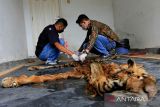 Petugas Balai Konservasi Sumber Daya Alam (BKSDA) Aceh mengukur barang bukti kulit harimau sumatra (Panthera tigris sumatrae) hasil sitaan di kantor Balai Pengamanan dan Penegakan Hukum Lingkungan Hidup dan Kehutanan Wilayah Sumatera Seksi Wilayah 1 Medan, Pos Gakkum Provinsi Aceh, Banda Aceh, Aceh, Jumat (27/5/2022). Barang bukti kulit harimau tersebut merupakan hasil sitaan petugas Balai Gakkum KLHK bersama Polda Aceh saat operasi peredaran tumbuhan dan satwa liar (TSL) di SPBU Pondok Baru, Kecamatan Bandar, Kabupaten Bener Meriah pada Selasa (24/5/2022), petugas sekaligus mengamankan dua pelaku dengan inisial S (44) dan A (41). ANTARA/Syifa Yulinnas