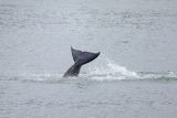Paus orca terdampar di Sungai Seine Prancis disuntik mati