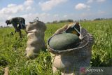 Buruh tani memanen buah semangka di areal persawahan Desa Watudakon, Kecamatan Kesamben, Kabupaten Jombang, Jawa Timur, Senin (30/5/2022). Semangka hasil panen tersebut langsung dibeli tengkulak dengan harga Rp 3.500 - Rp 4 ribu per kilogramnya untuk selanjutnya dijual kembali ke penjual dengan harga Rp 5 ribu. Antara Jatim/Syaiful Arif/zk