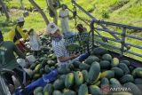 Tengkulak memasukkan buah semangka usai dipanen di areal persawahan Desa Watudakon, Kecamatan Kesamben, Kabupaten Jombang, Jawa Timur, Senin (30/5/2022). Semangka hasil panen tersebut langsung dibeli tengkulak dengan harga Rp 3.500 - Rp 4 ribu per kilogramnya untuk selanjutnya dijual kembali ke penjual dengan harga Rp 5 ribu. Antara Jatim/Syaiful Arif/zk